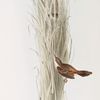 Fantail Warbler 