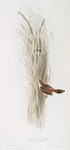 Fantail Warbler 