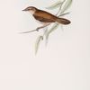 Silky Warbler 
