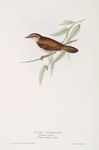 Silky Warbler 