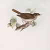 Thrush Nightingale 