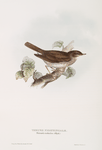 Thrush Nightingale 