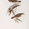 Gorget Warbler 