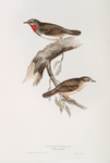 Gorget Warbler 