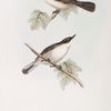 Orpheus Warbler 
