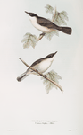 Orpheus Warbler 