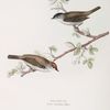 Blackcap 
