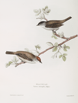 Blackcap 