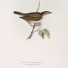 Garden Warbler 