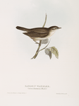 Garden Warbler 