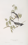 Rüppel's Warbler 
