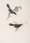 Sardinian Warbler 