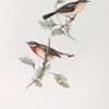 Sub-alpine Warbler