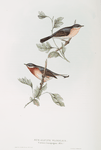 Sub-alpine Warbler