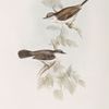 Common Whitethroat; Lesser Whitethroat 