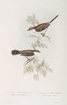 Common Whitethroat; Lesser Whitethroat 