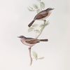 Spectacle Warbler 
