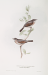 Spectacle Warbler 