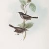 Marmora's Warbler 
