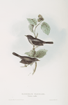 Marmora's Warbler 