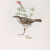 Barred Warbler 