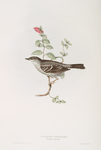 Barred Warbler 
