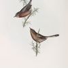 Dartford Warbler