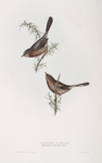 Dartford Warbler