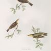 1. Willow Wren;  2. Chiff-chaff;  3. Wood Wren 