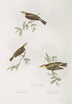 1. Willow Wren;  2. Chiff-chaff;  3. Wood Wren 