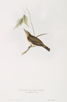 Yellow Willow Wren 