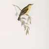 Melodious Willow Wren 