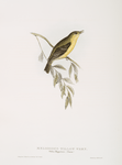 Melodious Willow Wren 