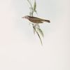 Natterer's Warbler 