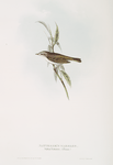 Natterer's Warbler 