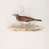 Richard's Pipit 
