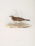 Richard's Pipit 