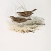 Meadow Pipit 