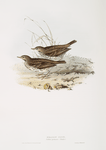 Meadow Pipit 