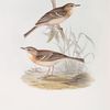 Tawny Pipit