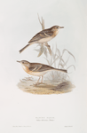 Tawny Pipit