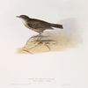 Rock or Shore Pipit 