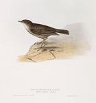 Rock or Shore Pipit 