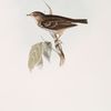 Tree Pipit 