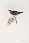 Tree Pipit 