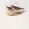 Red-throated Pipit 