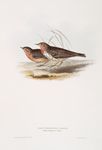 Red-throated Pipit 
