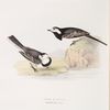 Pied Wagtail 