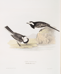 Pied Wagtail 
