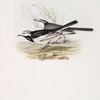 White-winged Wagtail 